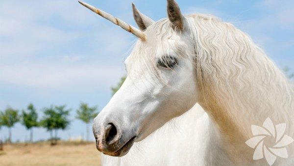 Tam Olarak Hangi Hayvanın Özelliklerini Taşıdığını Merak Edenlerin Bence'si! Burcunuza Göre Hangi Hayvansınız?