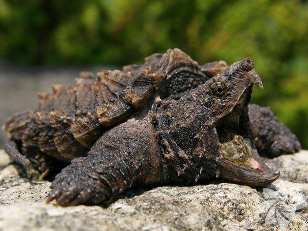 Tam Olarak Hangi Hayvanın Özelliklerini Taşıdığını Merak Edenlerin Bence'si! Burcunuza Göre Hangi Hayvansınız?