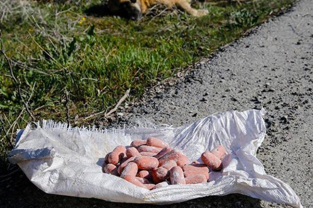 Çıkarın Artık Şu Yasayı! Ankara'da Yine Köpek Katliamı
