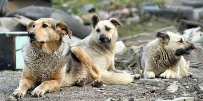 Çıkarın Artık Şu Yasayı! Ankara'da Yine Köpek Katliamı