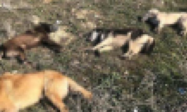 Çıkarın Artık Şu Yasayı! Ankara'da Yine Köpek Katliamı