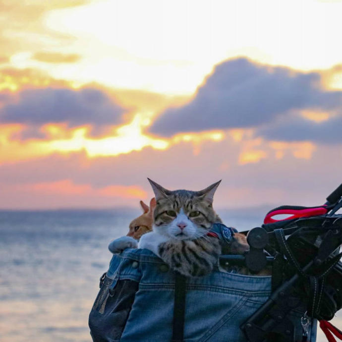Senden Benden Şanslı: Japonya'nın En Çok Gezen Tatlış Kedileriyle Tanışın!
