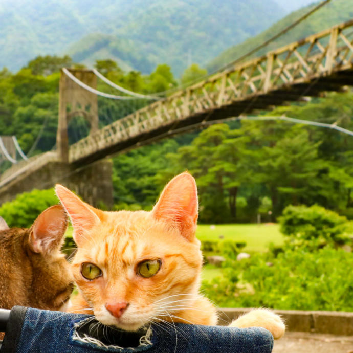 Senden Benden Şanslı: Japonya'nın En Çok Gezen Tatlış Kedileriyle Tanışın!