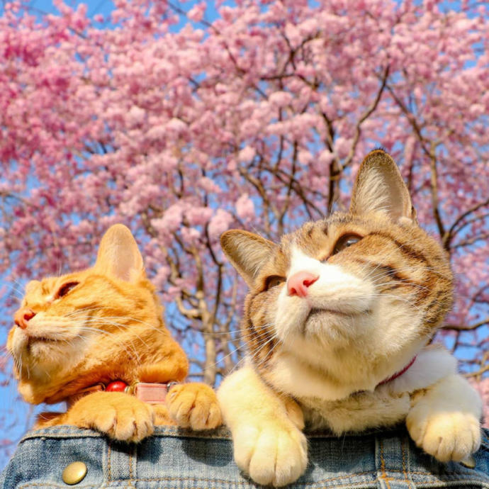 Senden Benden Şanslı: Japonya'nın En Çok Gezen Tatlış Kedileriyle Tanışın!