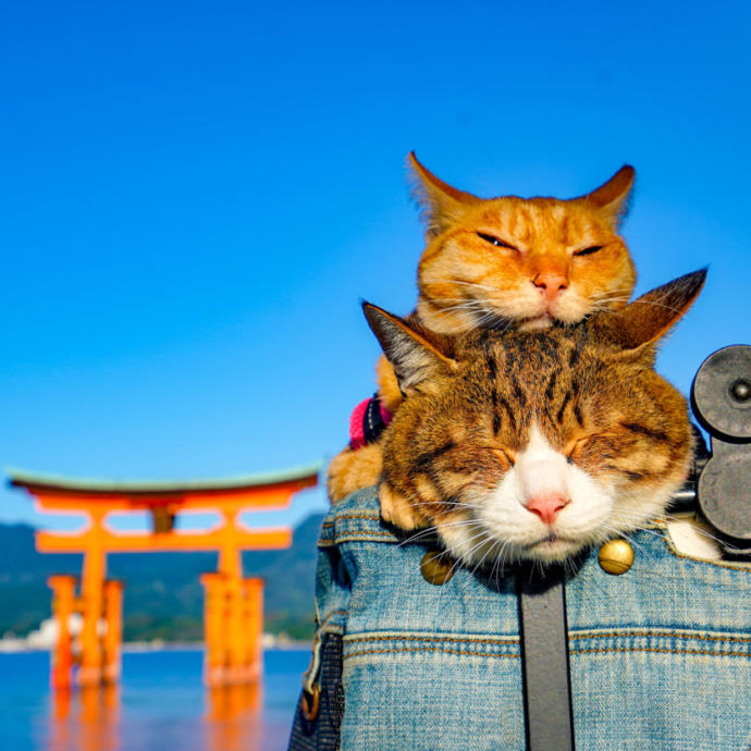 Senden Benden Şanslı: Japonya'nın En Çok Gezen Tatlış Kedileriyle Tanışın!