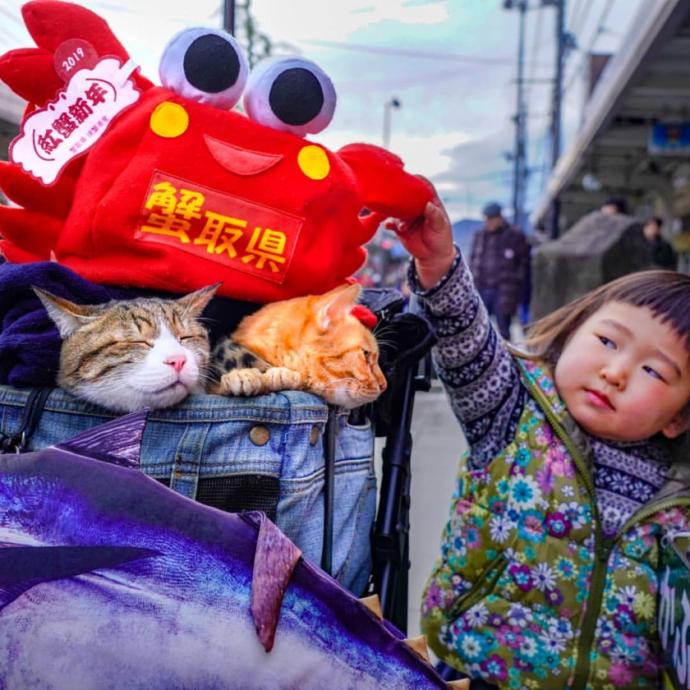 Senden Benden Şanslı: Japonya'nın En Çok Gezen Tatlış Kedileriyle Tanışın!