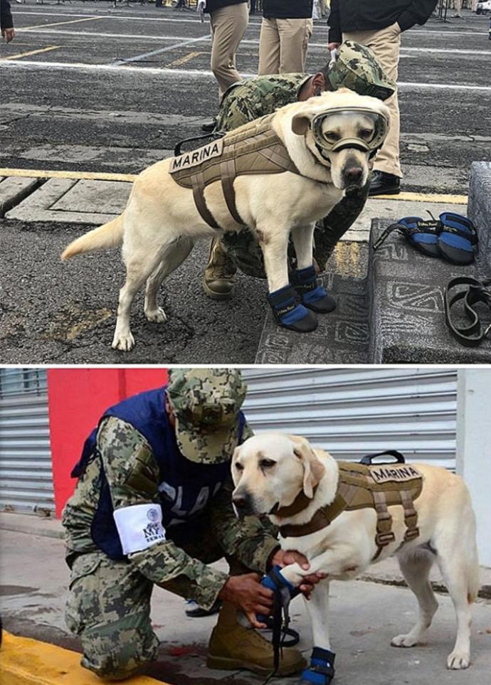 Kahramanlıklarıyla Ünlenen 6 Cesur Köpek!