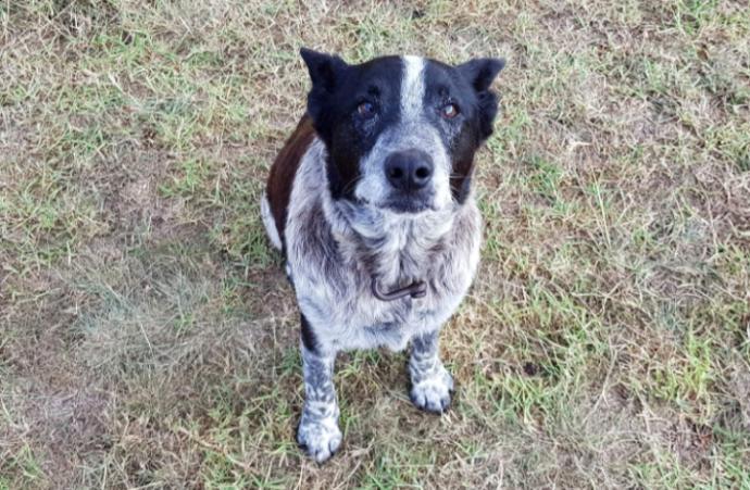 Kahramanlıklarıyla Ünlenen 6 Cesur Köpek!