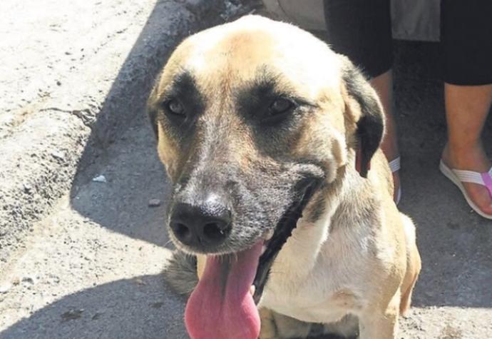Kahramanlıklarıyla Ünlenen 6 Cesur Köpek!
