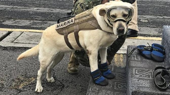 Kahramanlıklarıyla Ünlenen 6 Cesur Köpek!