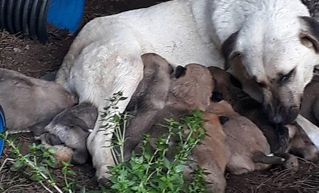 3 Köpek ve 3 Kedi Zehirlenerek Öldürüldü (Balıkesir)