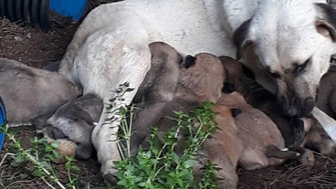 3 Köpek ve 3 Kedi Zehirlenerek Öldürüldü (Balıkesir)