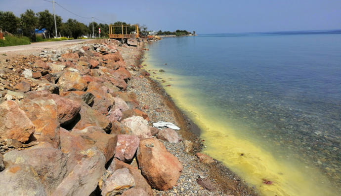 Çanakkale Ayvacık'ta Denizin Rengi Sarıya Büründü
