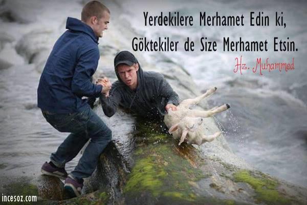 bence Merhamet