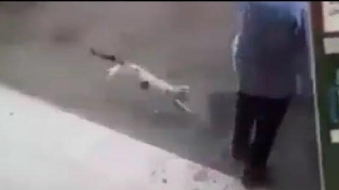 Kedilerin En Psikopatı Meksika'da Ortaya Çıktı! Kedinin Saldırdığı Belediye Başkanına 100 Dikiş Atıldı