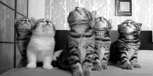 Kedi Besleyenlere Özel: Nasıl Kedi Olunur?