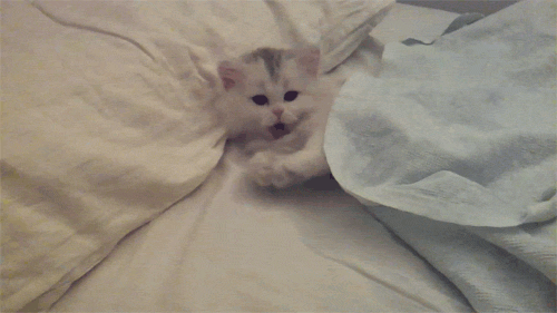 Kedi Besleyenlere Özel: Nasıl Kedi Olunur?