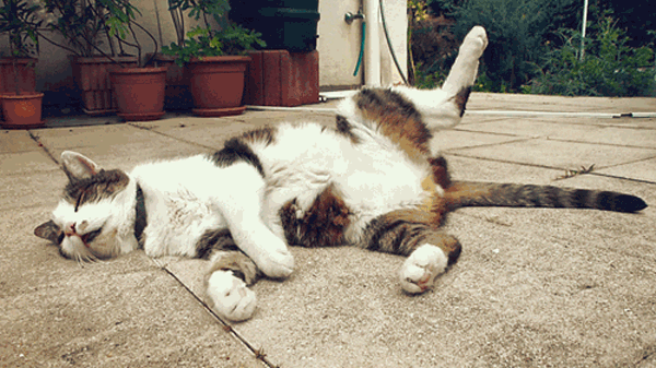 Kedi Besleyenlere Özel: Nasıl Kedi Olunur?