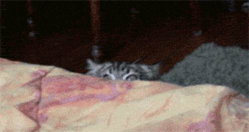Kedi Besleyenlere Özel: Nasıl Kedi Olunur?