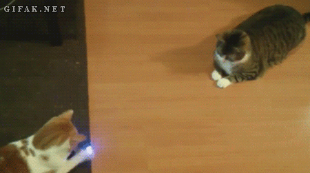 Kedi Besleyenlere Özel: Nasıl Kedi Olunur?