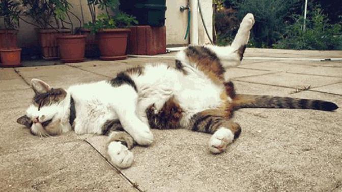 Kedi Besleyenlere Özel: Nasıl Kedi Olunur?