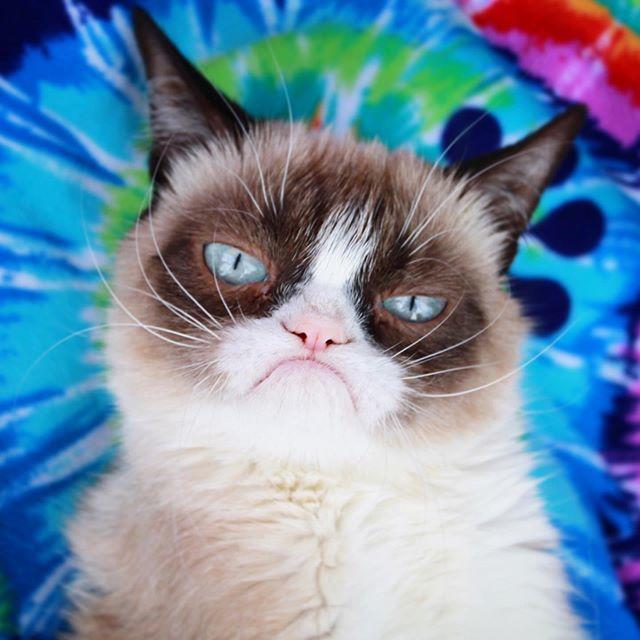 Huysuz Kedi (Grumpy Cat) 7 Yaşında Hayatını Kaybetti