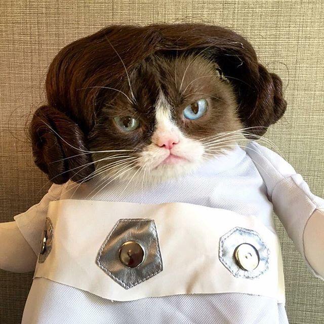 Huysuz Kedi (Grumpy Cat) 7 Yaşında Hayatını Kaybetti