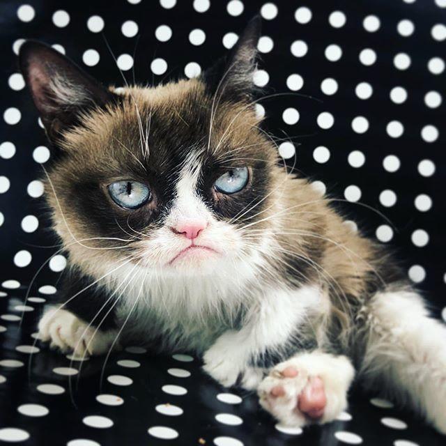 Huysuz Kedi (Grumpy Cat) 7 Yaşında Hayatını Kaybetti
