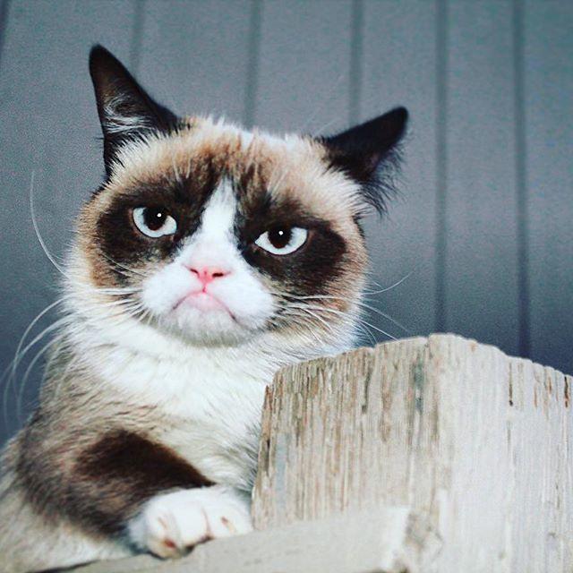 Huysuz Kedi (Grumpy Cat) 7 Yaşında Hayatını Kaybetti