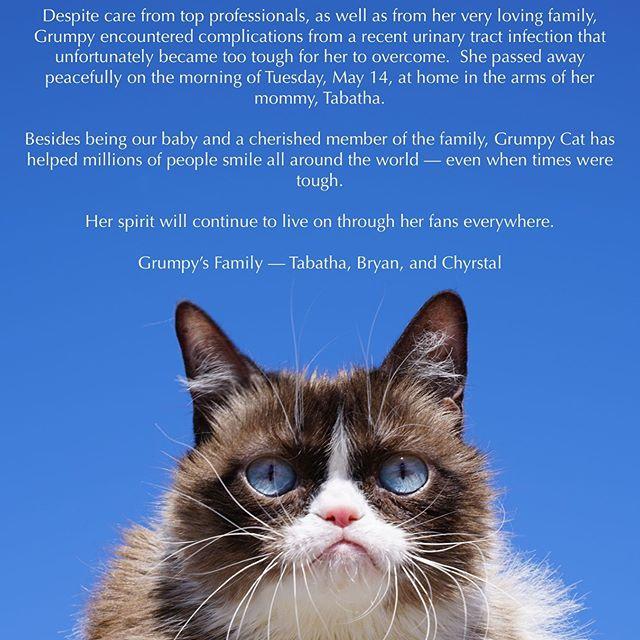 Huysuz Kedi (Grumpy Cat) 7 Yaşında Hayatını Kaybetti