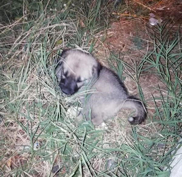 Sevgi Dolu Bir Dünya İnşa Etmek Bizim Elimizde!
