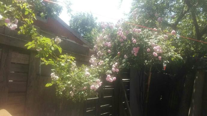 Yaz Mevsiminin Gelmesiyle Evlerimize Renk Katan Çiçekler Nelerdir?