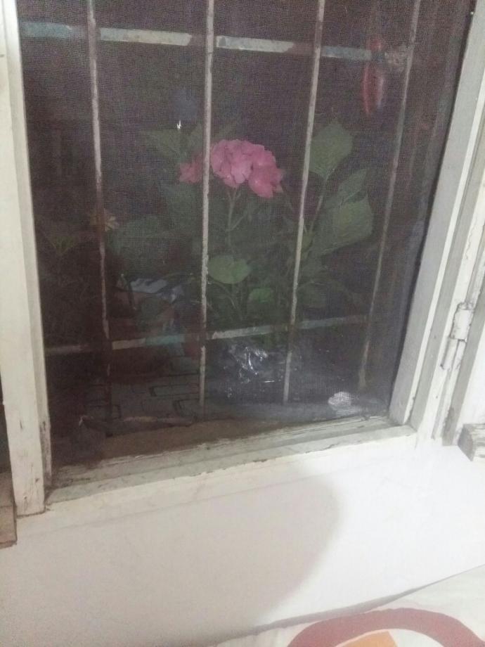 Yaz Mevsiminin Gelmesiyle Evlerimize Renk Katan Çiçekler Nelerdir?