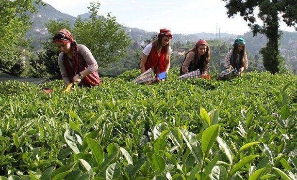 Mistik Bir Çay Analizi: Sahi Nedir Bu Çay?