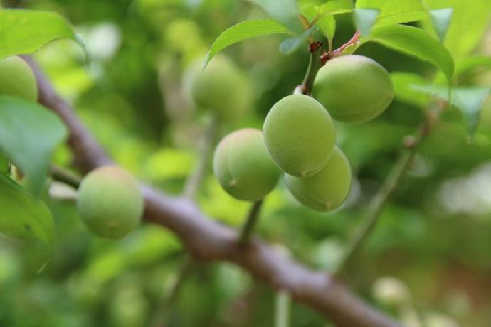 Günlük Hayatta Tükettiğimiz Besinlerin Sağlığımıza Olan Faydaları