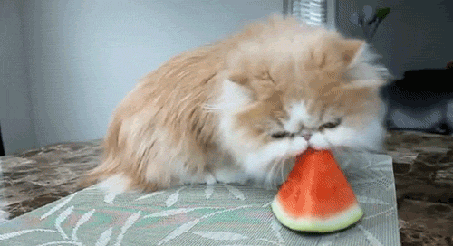 fipten kurtulan kedi var mı