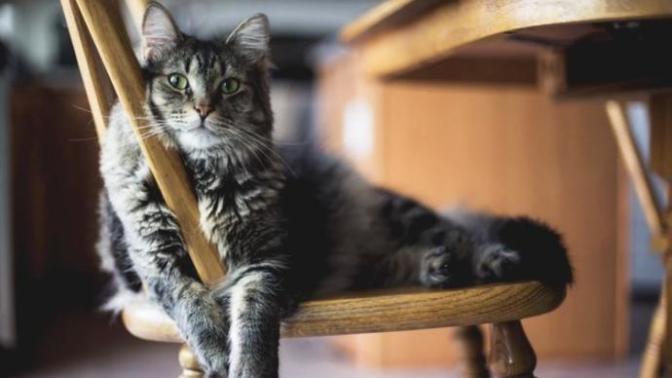 Biz FİP Hastalığına Dur Dedik! 🐾 Pisicanların Korkulu Rüyası FİP Hastalığı (Feline Infectious Peritonitis) Nedir?