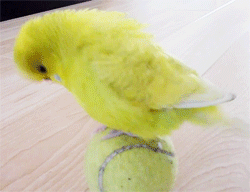 Hop hop hop hop düşücenn!