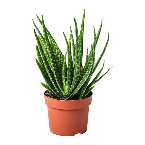 Yetiştirmesi Çok Kolay Olan Aloe Veranın Binbir Faydası