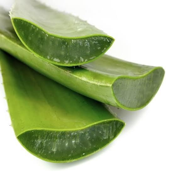 Yetiştirmesi Çok Kolay Olan Aloe Veranın Binbir Faydası