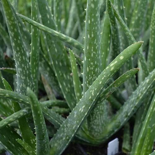Yetiştirmesi Çok Kolay Olan Aloe Veranın Binbir Faydası