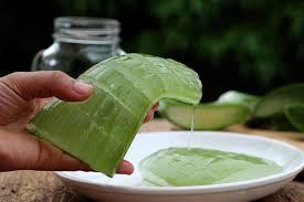 Yetiştirmesi Çok Kolay Olan Aloe Veranın Binbir Faydası
