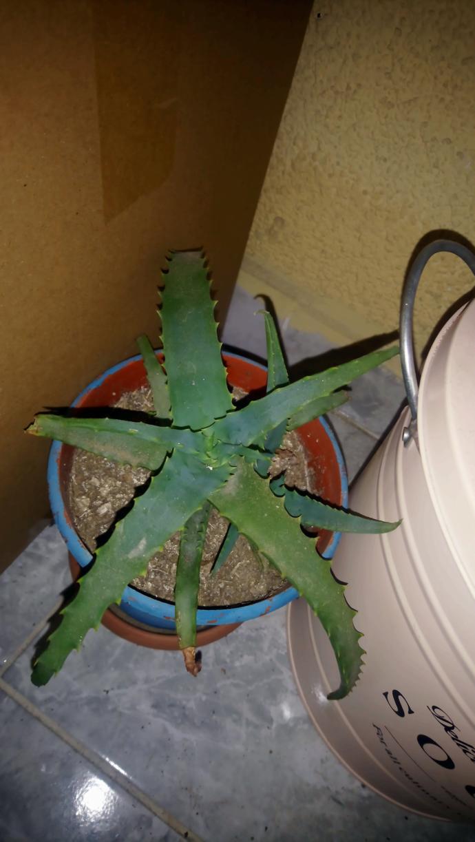 Yetiştirmesi Çok Kolay Olan Aloe Veranın Binbir Faydası 