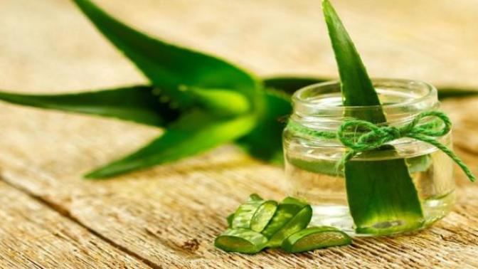 Yetiştirmesi Çok Kolay Olan Aloe Veranın Binbir Faydası 