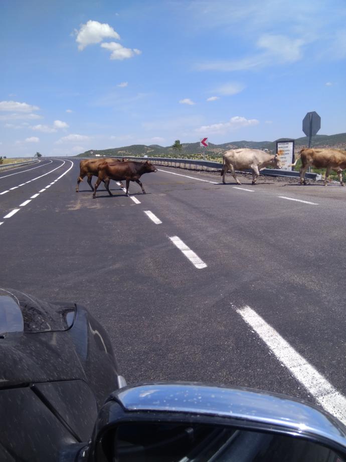 Mandalar.. Çok manda vardı da anca bunları çekebildim.