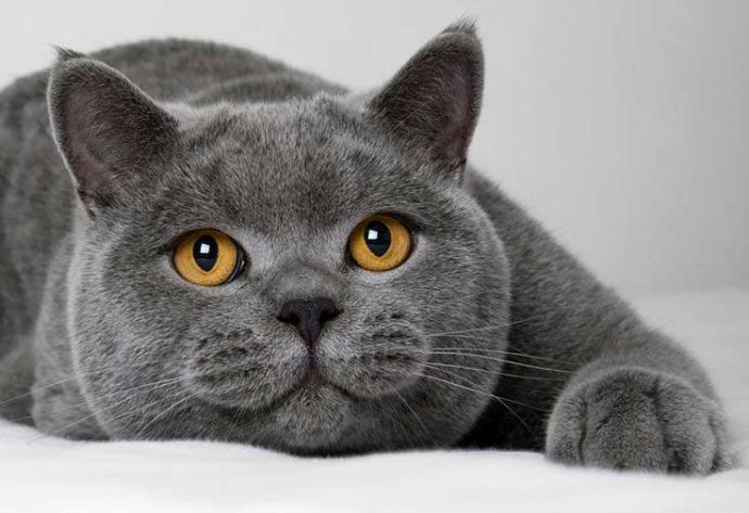 Evimizin ve Hayatımızın Neşesi Olan, Birbirinden İlginç Özellikli 5 Tatlı Kedi!