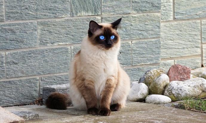 Evimizin ve Hayatımızın Neşesi Olan, Birbirinden İlginç Özellikli 5 Tatlı Kedi!