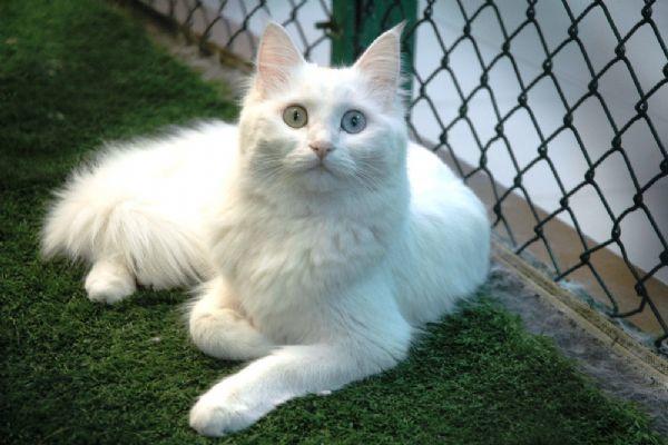 Evimizin ve Hayatımızın Neşesi Olan, Birbirinden İlginç Özellikli 5 Tatlı Kedi!