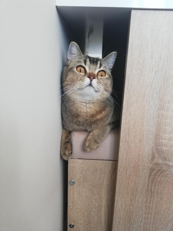 Evimizin ve Hayatımızın Neşesi Olan, Birbirinden İlginç Özellikli 5 Tatlı Kedi!