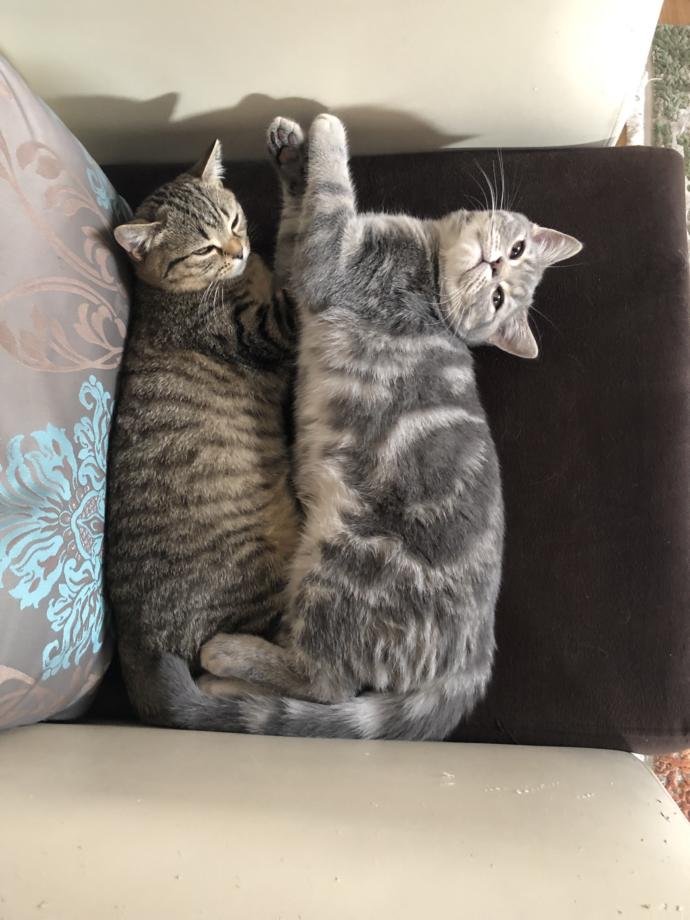 Evimizin ve Hayatımızın Neşesi Olan, Birbirinden İlginç Özellikli 5 Tatlı Kedi!